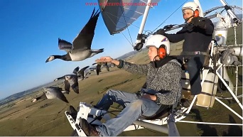 Amazing flights with birds