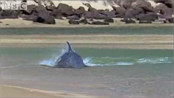 Hydroplaning Dolphins