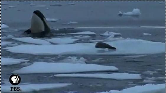 Orcas Hunting